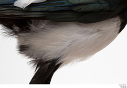  Common magpie (Pica pica) 